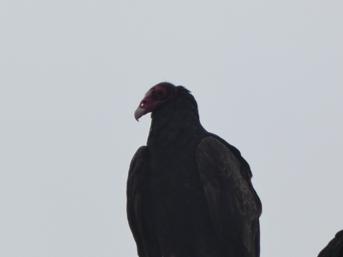 Turkey Vulture - ML558736931