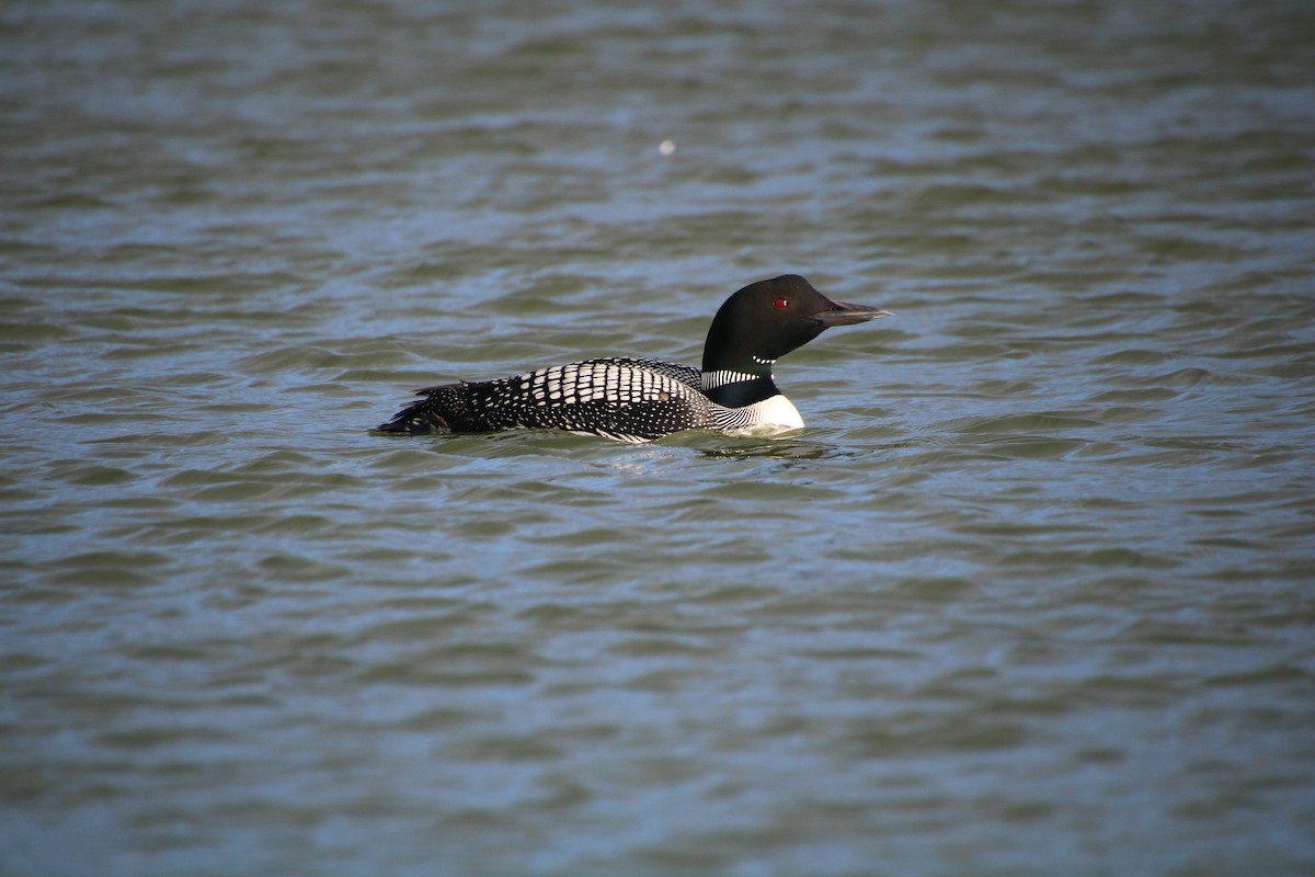 Common Loon - ML558737091