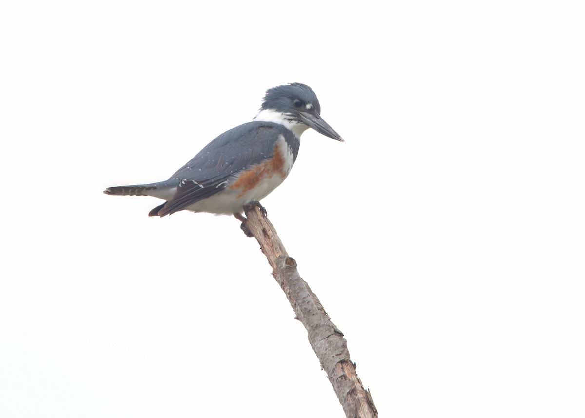 Belted Kingfisher - ML558740401