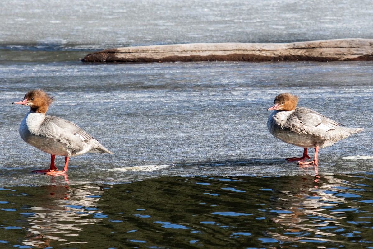 Common Merganser - Robin Corcoran