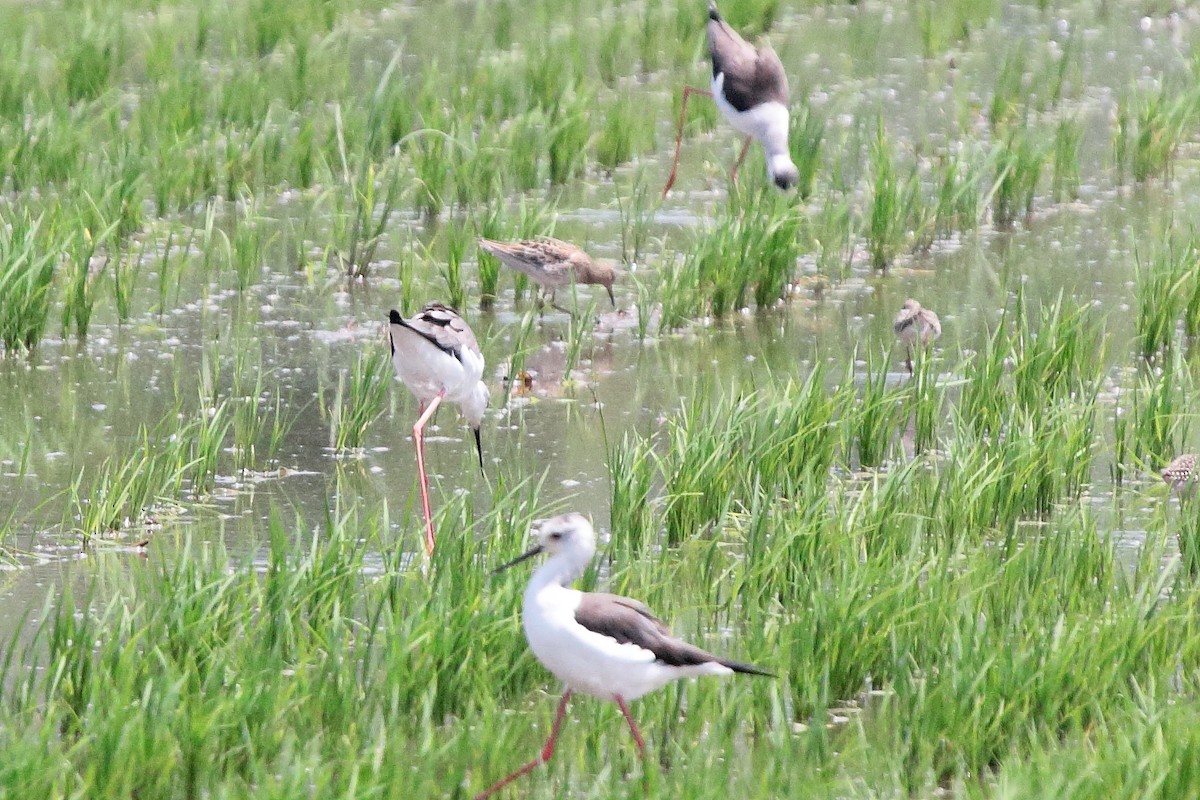 Sharp-tailed Sandpiper - ML558740511