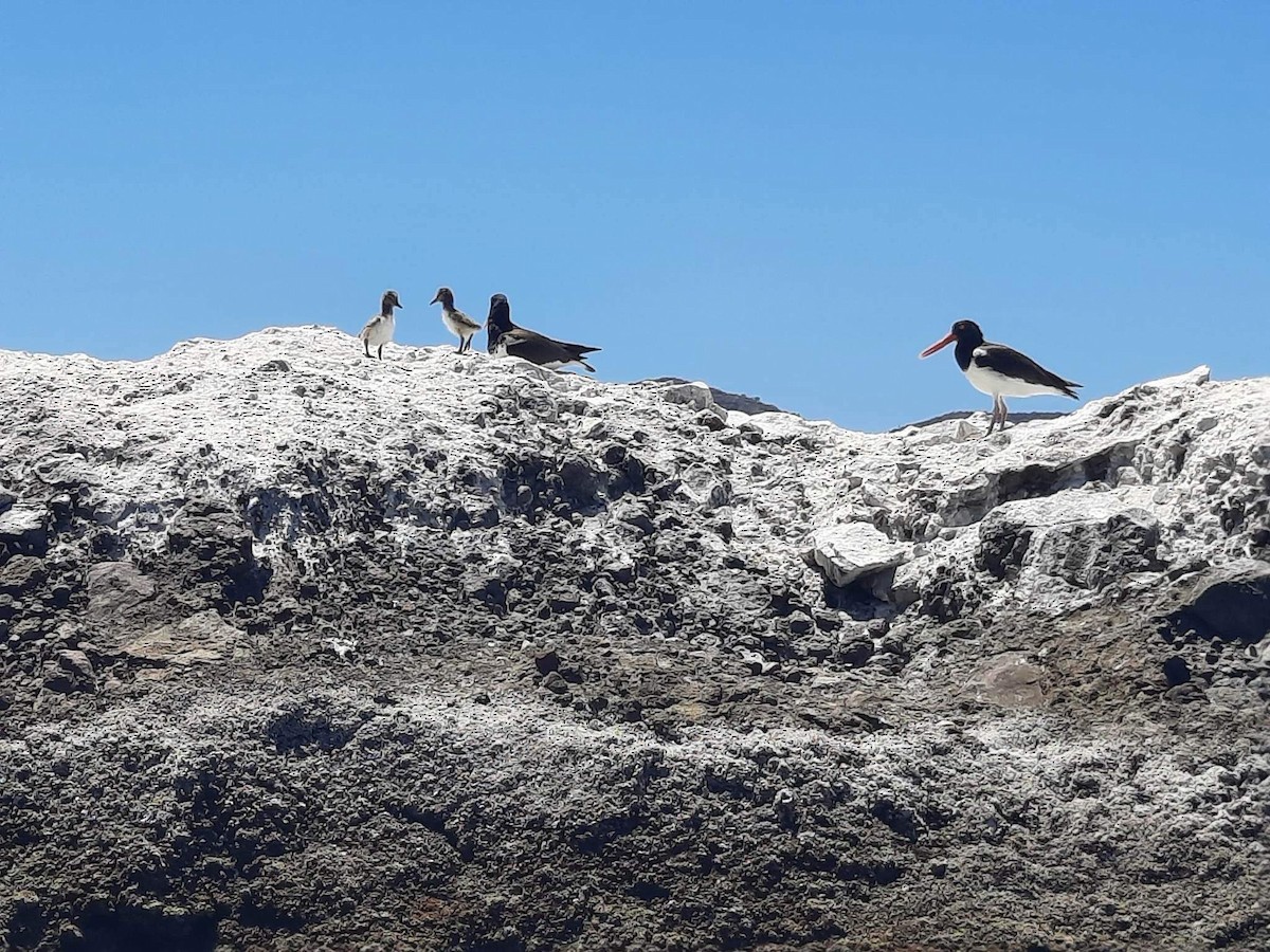 American Oystercatcher - ML558740681