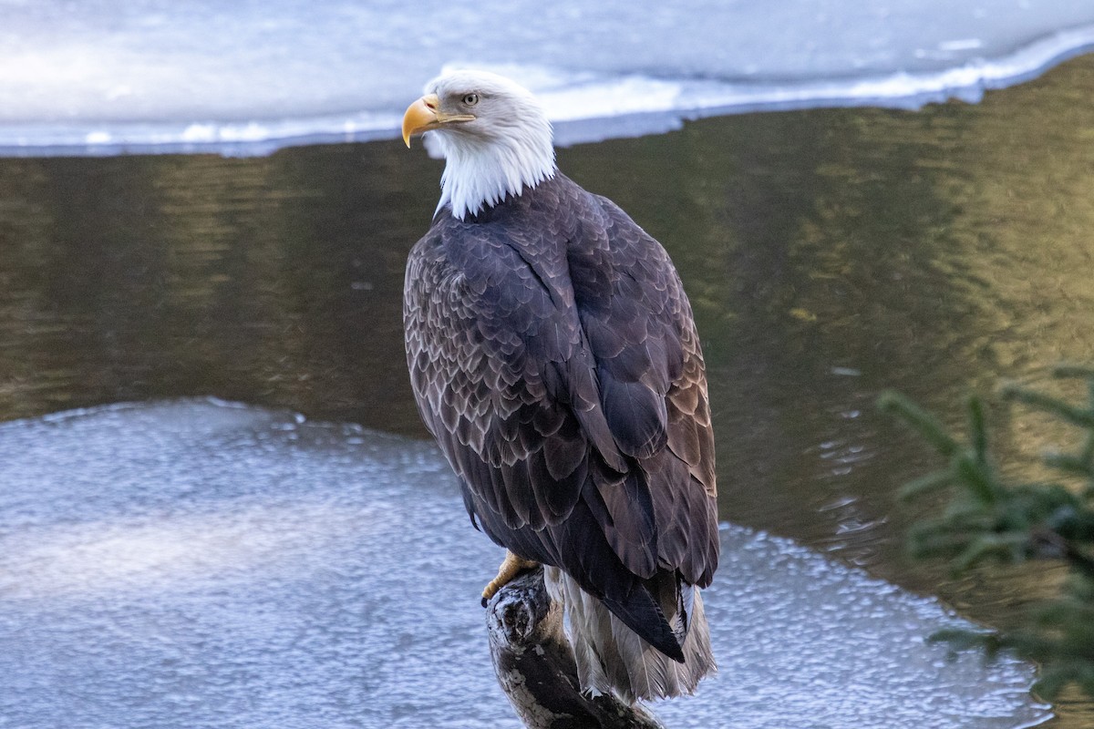 Bald Eagle - ML558741141