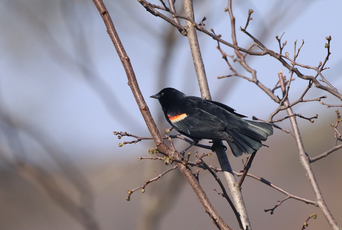 Red-winged Blackbird - ML558741971