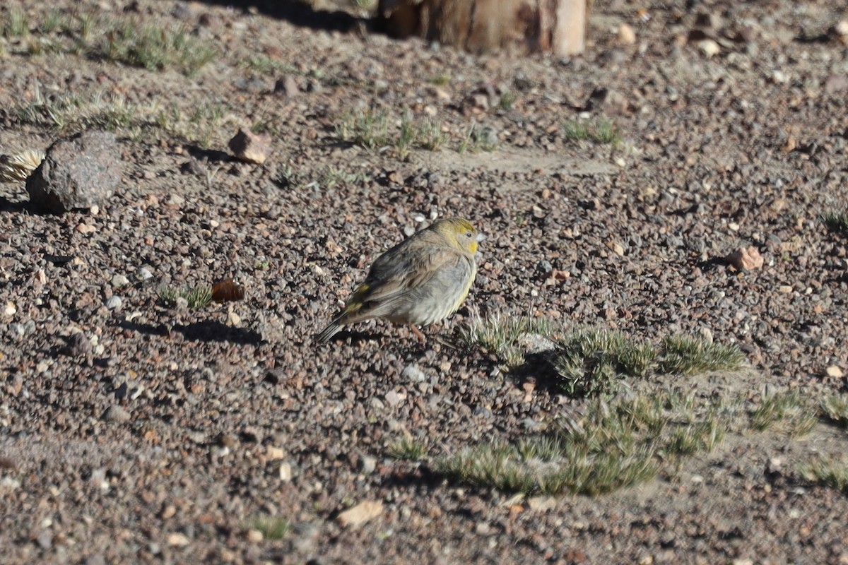 Bright-rumped Yellow-Finch - ML558742381