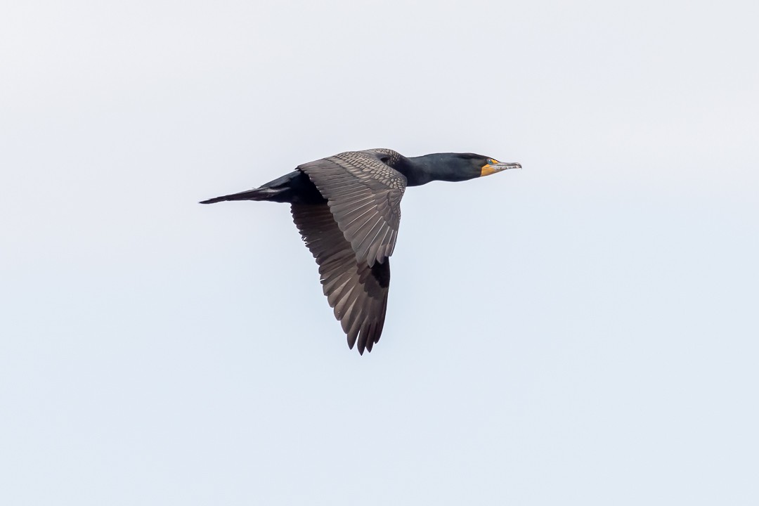 Double-crested Cormorant - ML558742511