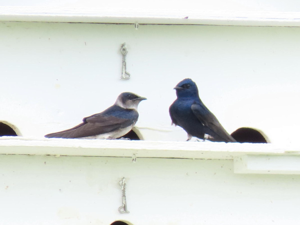 Purple Martin - ML558743121