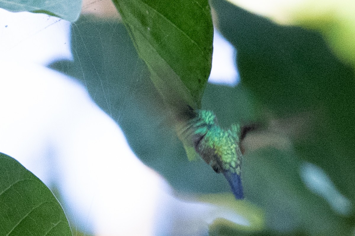 Violet-bellied Hummingbird - ML558743261