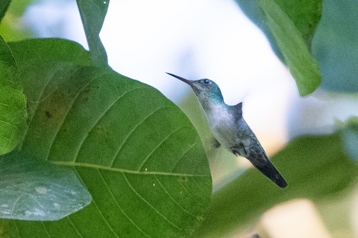 Violet-bellied Hummingbird - ML558743271
