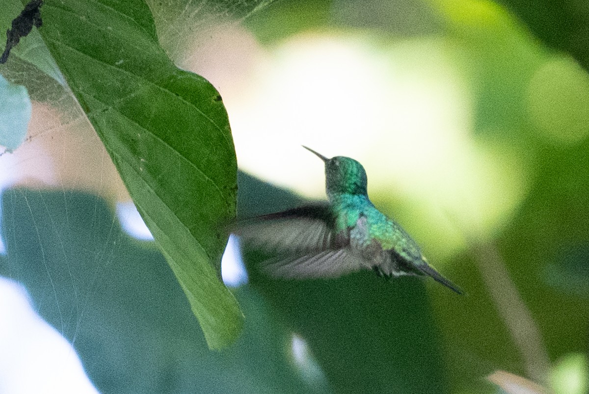 Violet-bellied Hummingbird - ML558743281