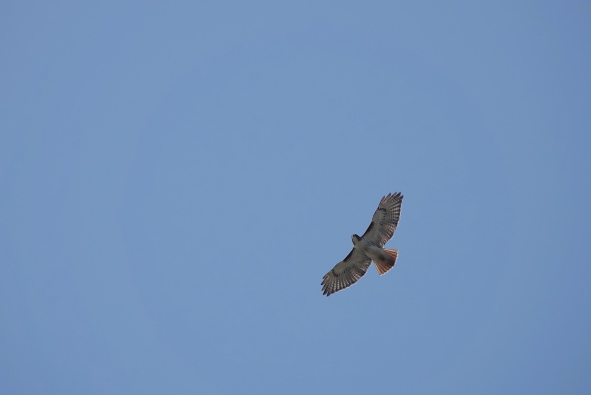 Red-tailed Hawk - ML558743361
