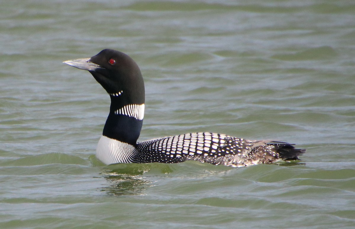 Common Loon - Caroline Schratz