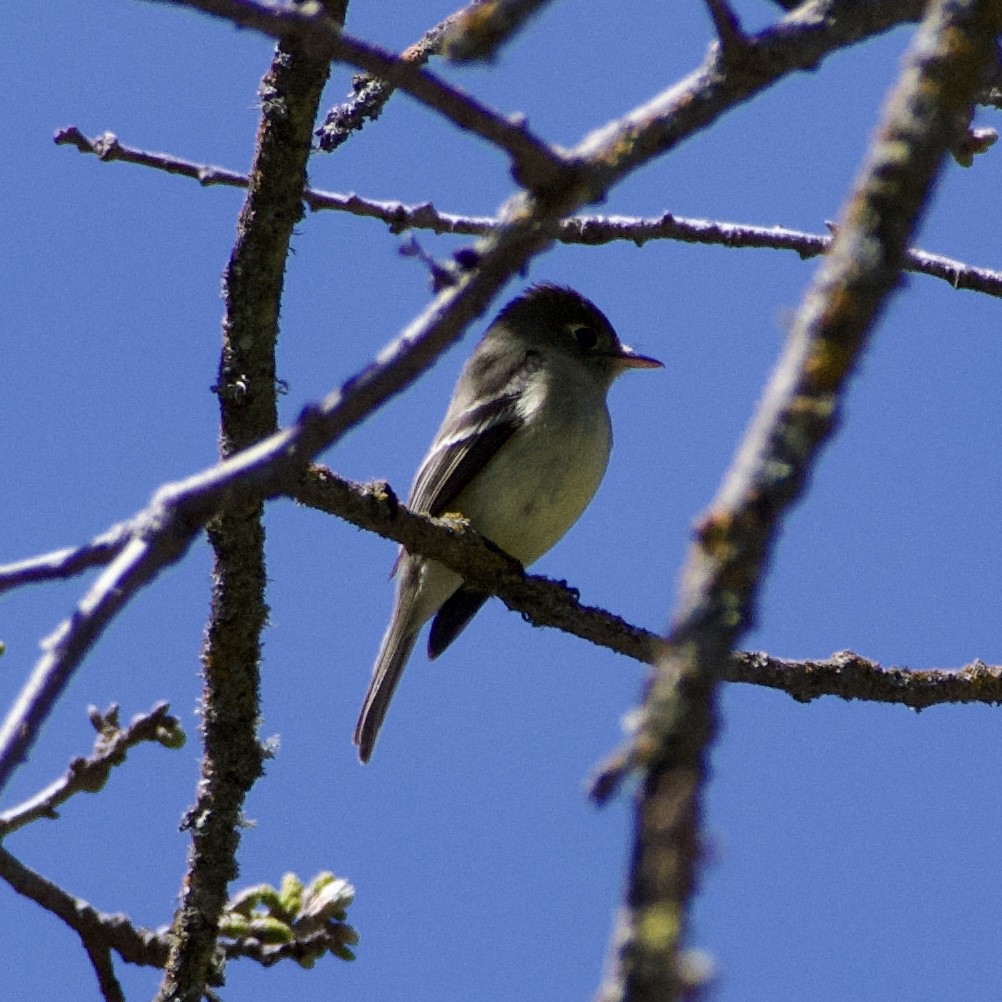 Western Flycatcher (Pacific-slope) - ML558743781