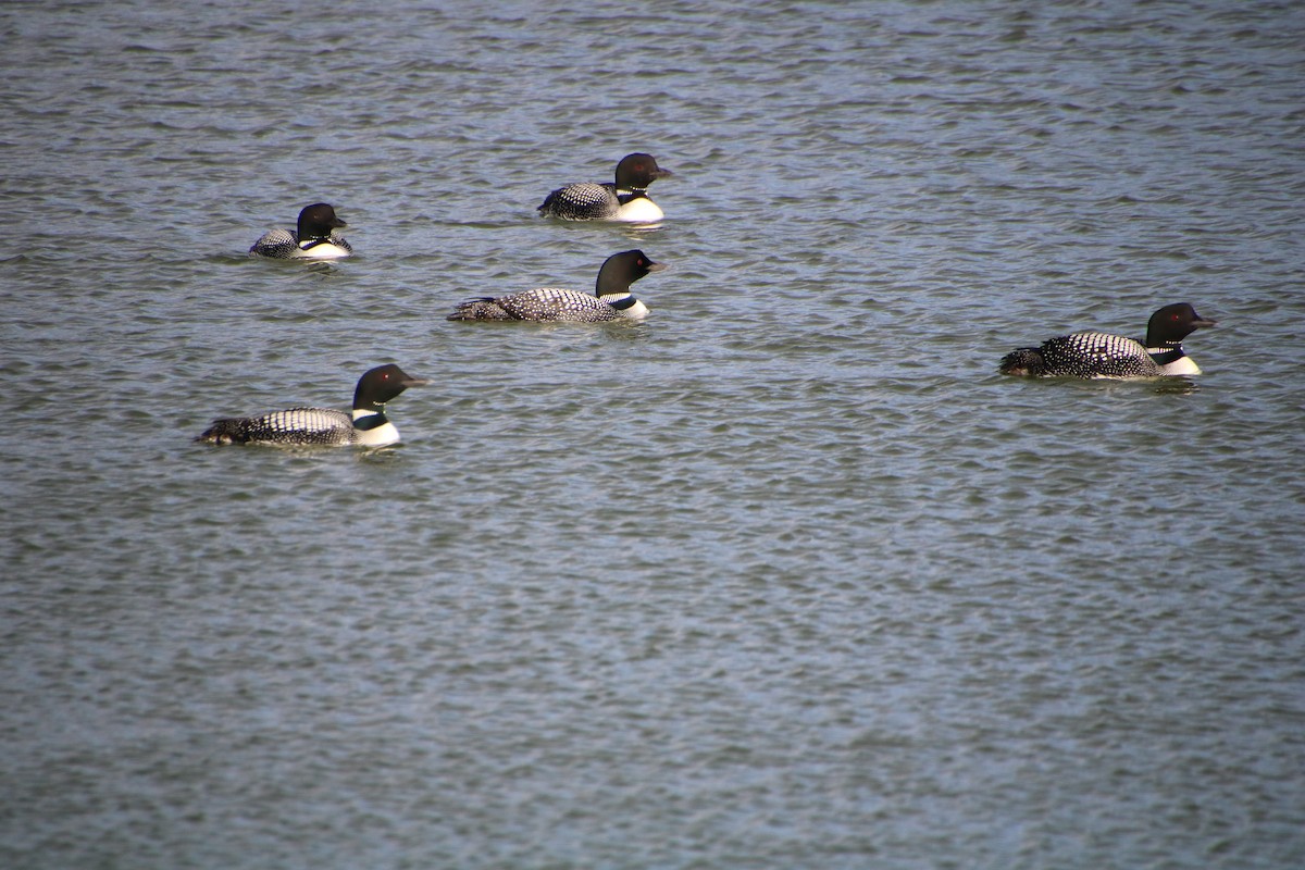 Common Loon - Caroline Schratz