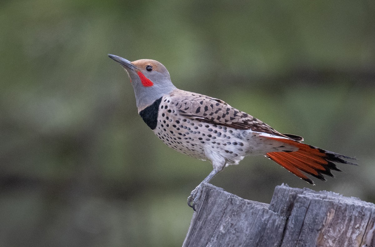 Northern Flicker - ML558744421