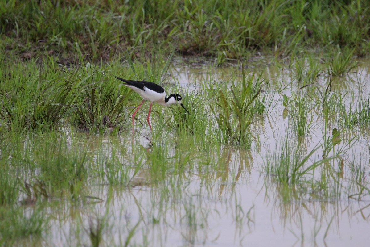 Black-necked Stilt - ML55874451