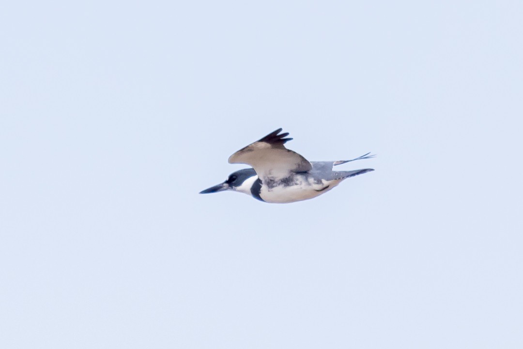 Martin-pêcheur d'Amérique - ML558744661