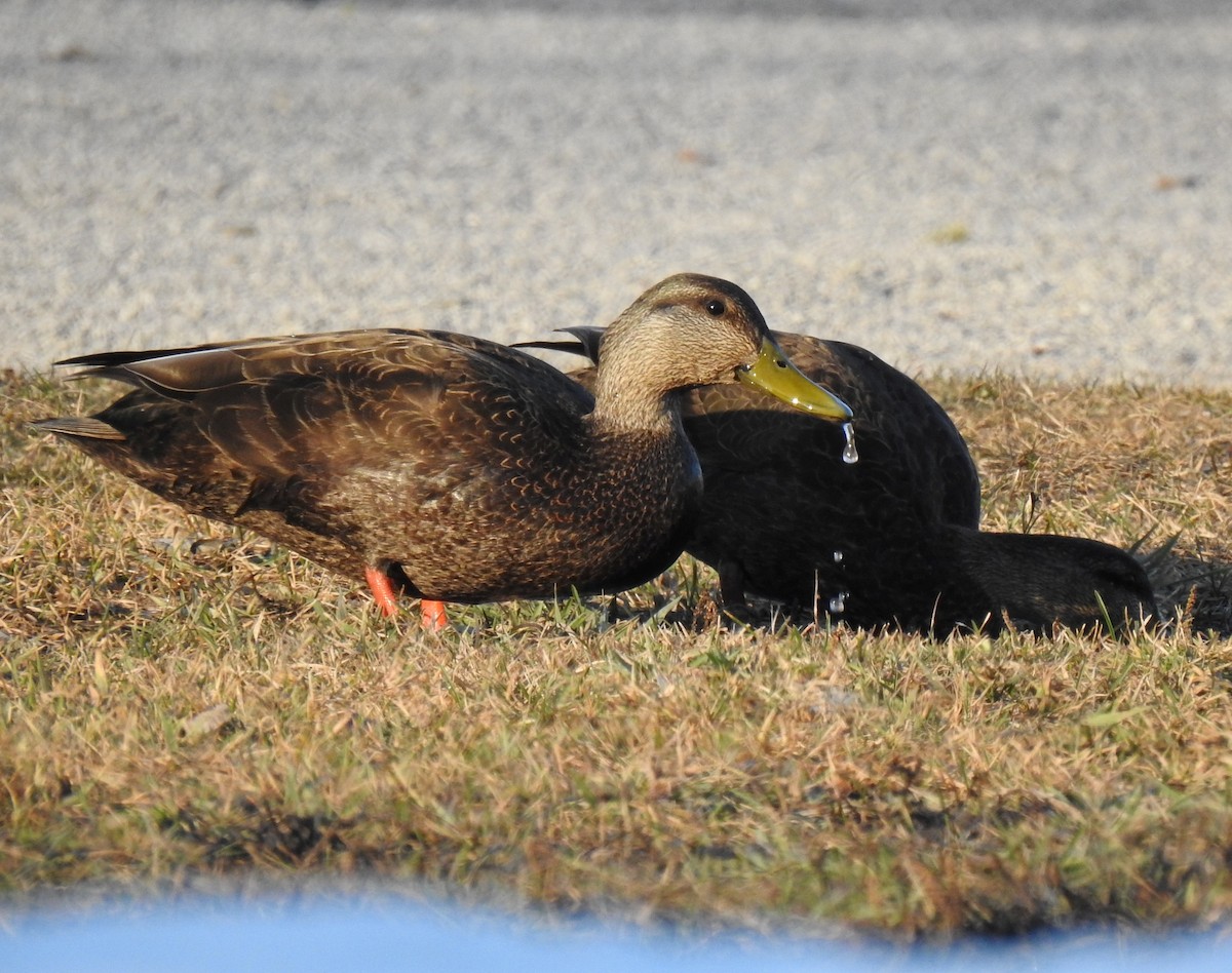 American Black Duck - ML558745631