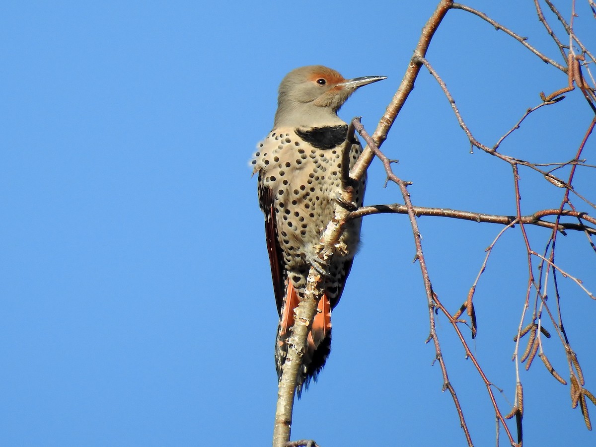 Northern Flicker (Red-shafted) - Jack Edick