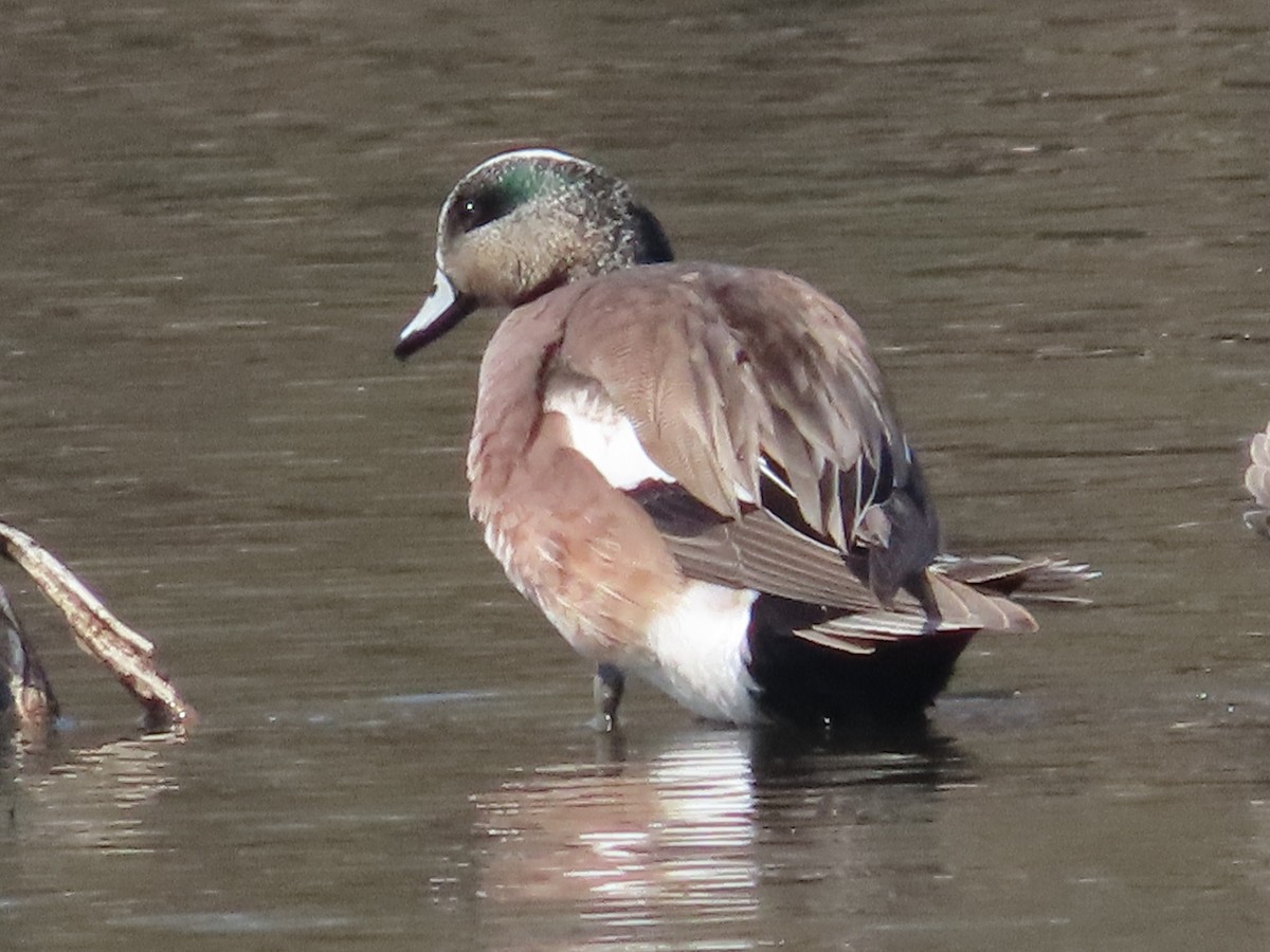 American Wigeon - ML558746041