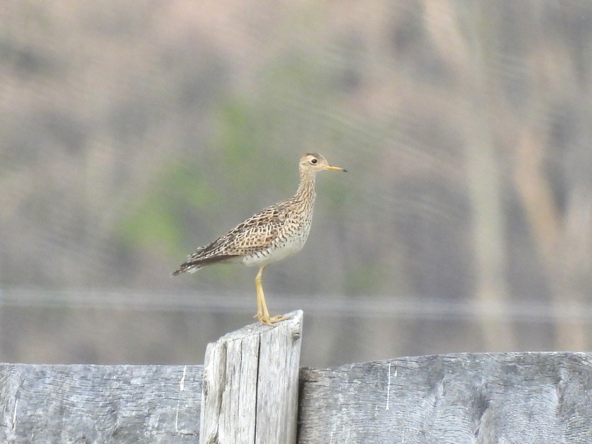 Upland Sandpiper - Markus Legzdins