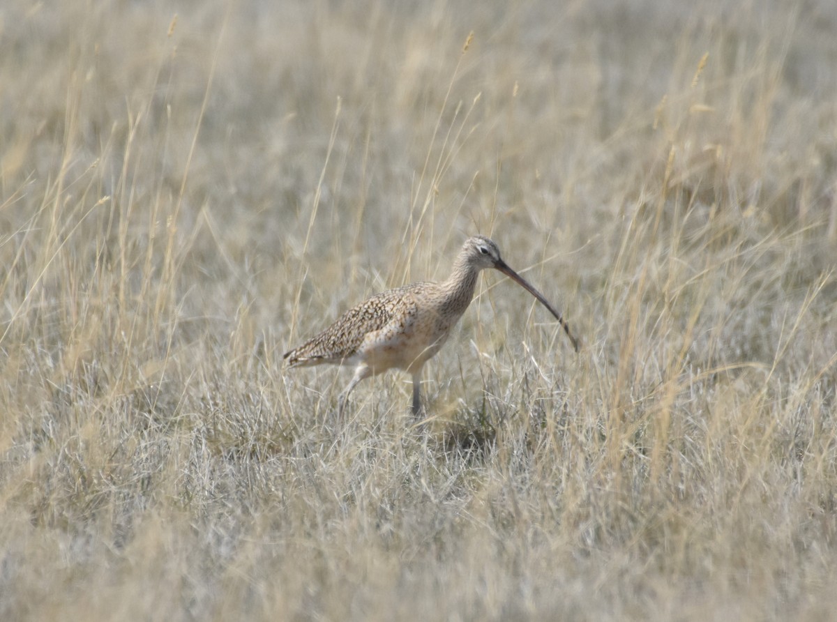 Long-billed Curlew - ML558747511