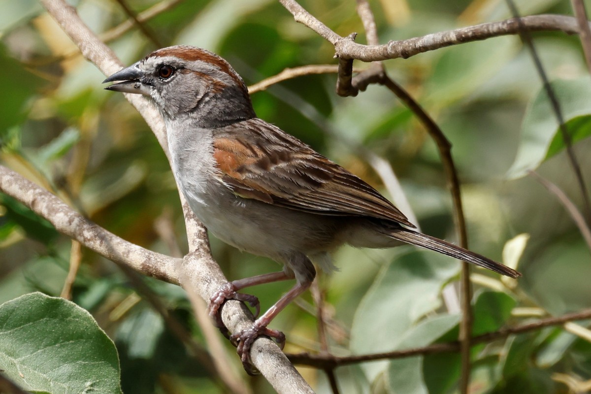 Tumbes Sparrow - John Mills