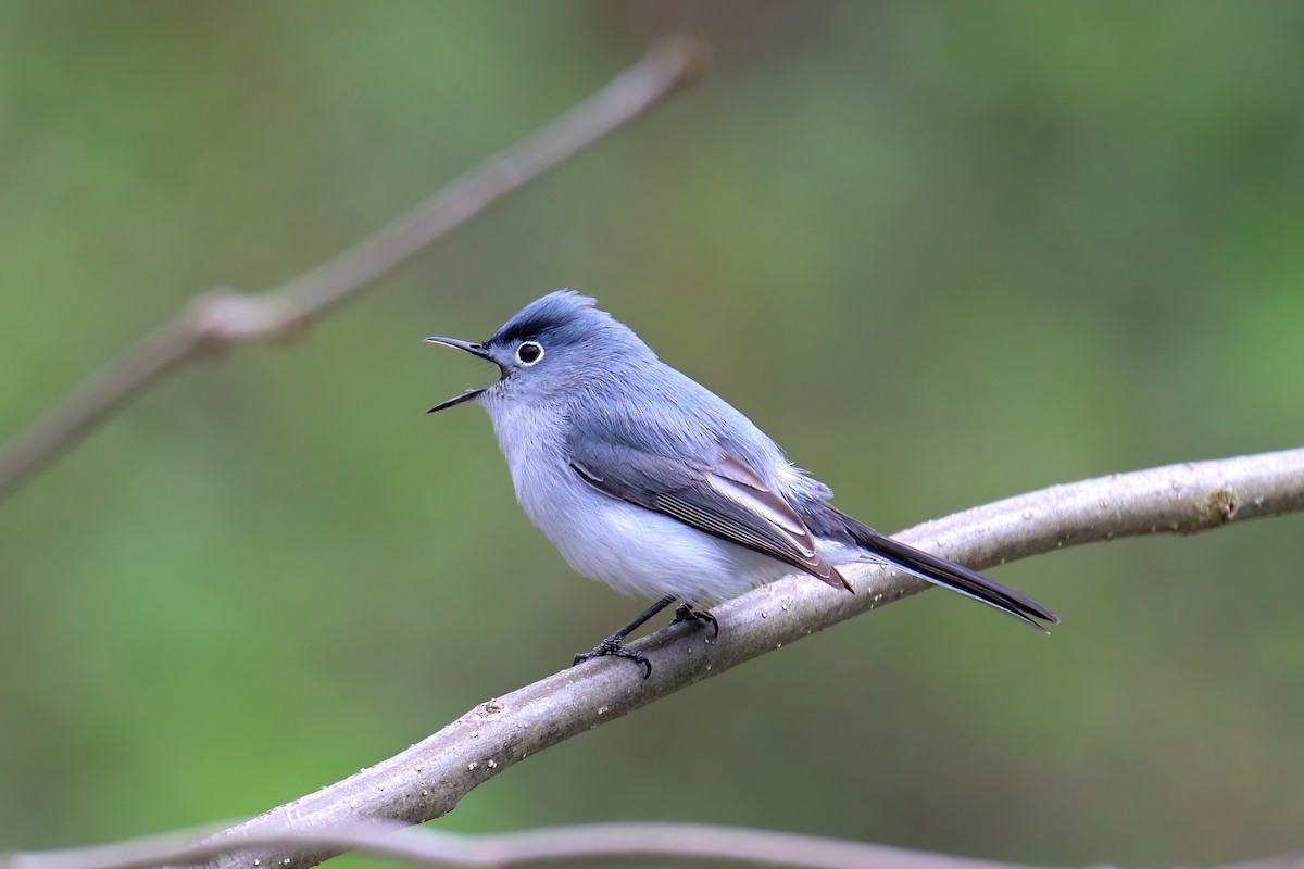 Blue-gray Gnatcatcher - ML558751151