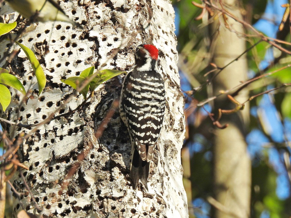 Nuttall's Woodpecker - ML558751261