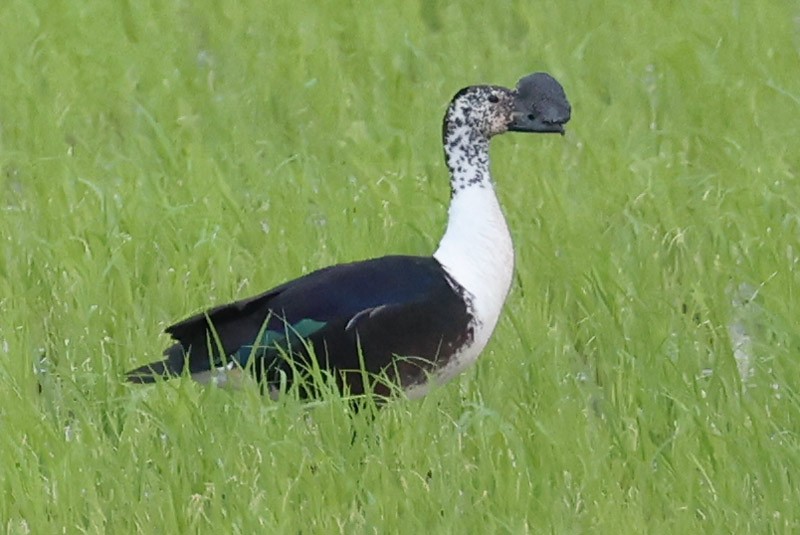 Comb Duck - John Cassady