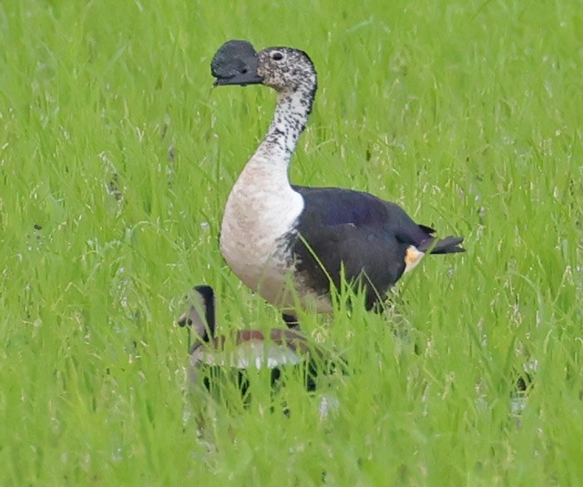 Comb Duck - ML558752321