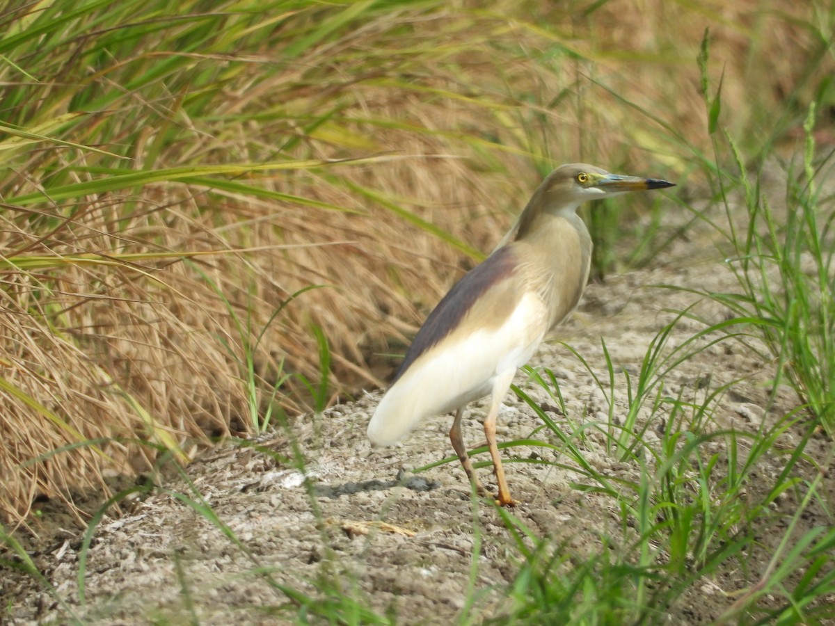 Indian Pond-Heron - ML558752581