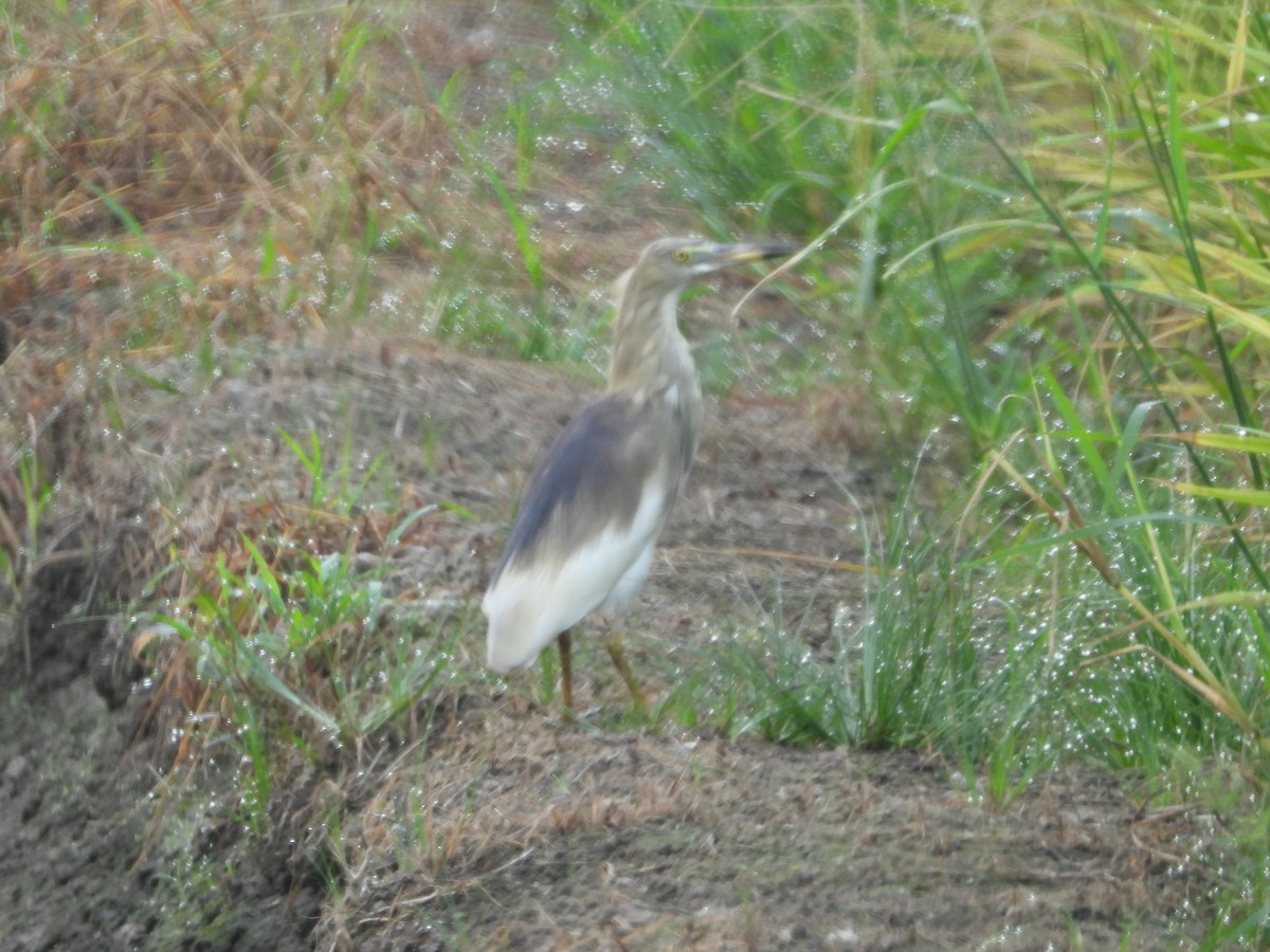 Indian Pond-Heron - ML558752681