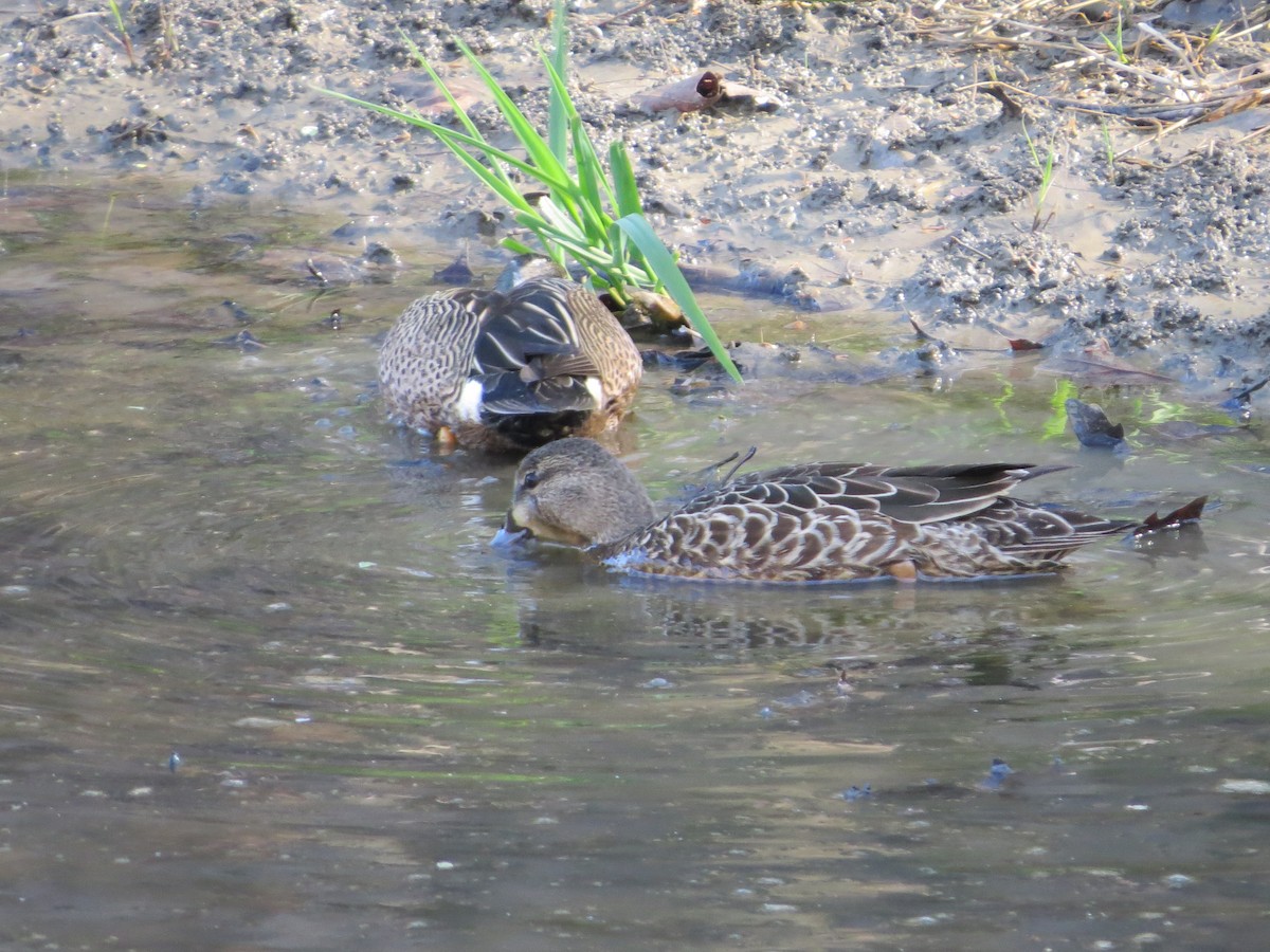 Blue-winged Teal - ML558753321