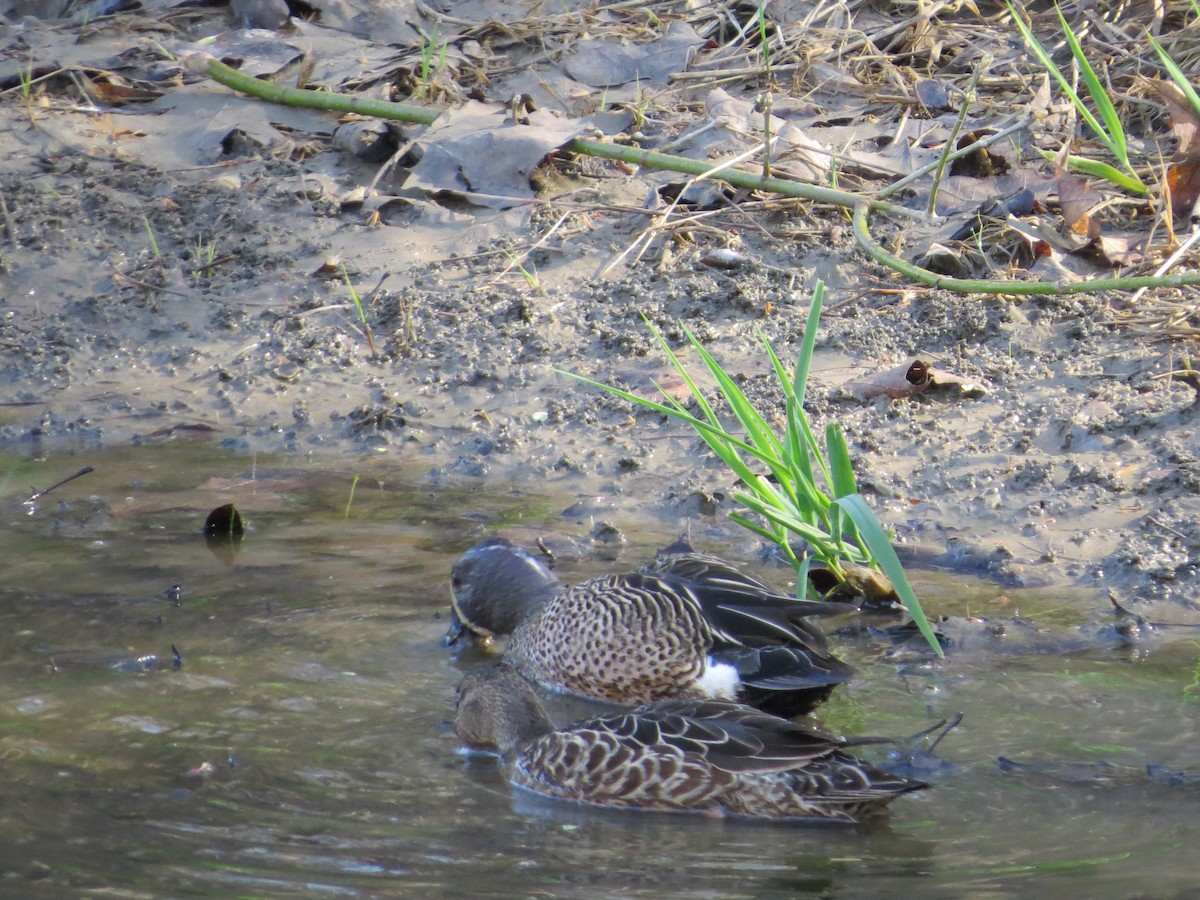 Blue-winged Teal - ML558753341