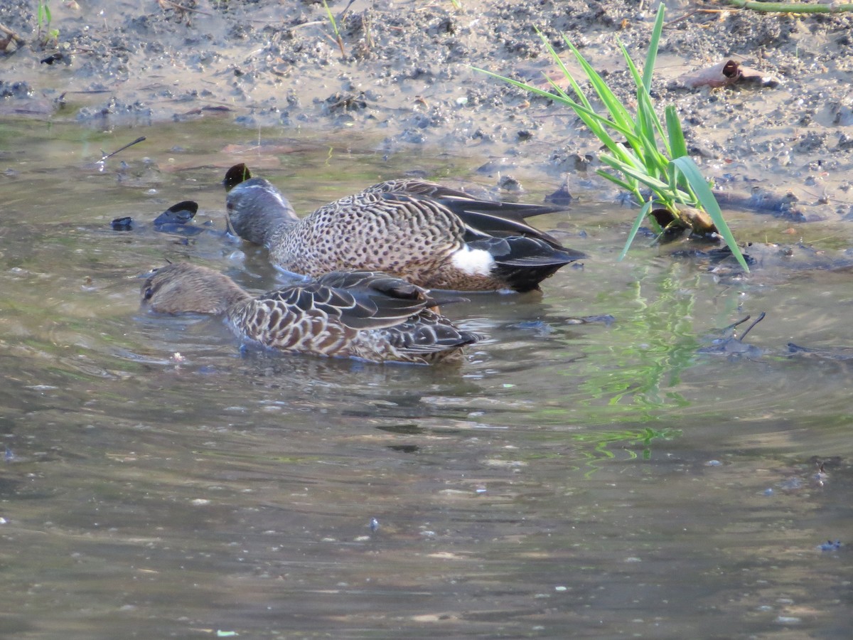 Blue-winged Teal - ML558753361