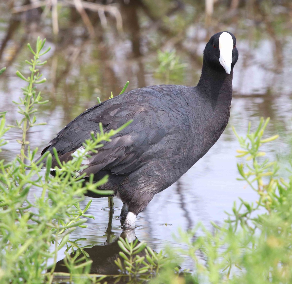 Hawaiian Coot - ML558753401