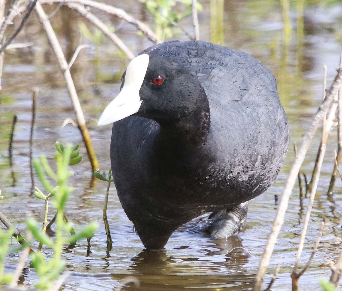 Hawaiian Coot - ML558753421