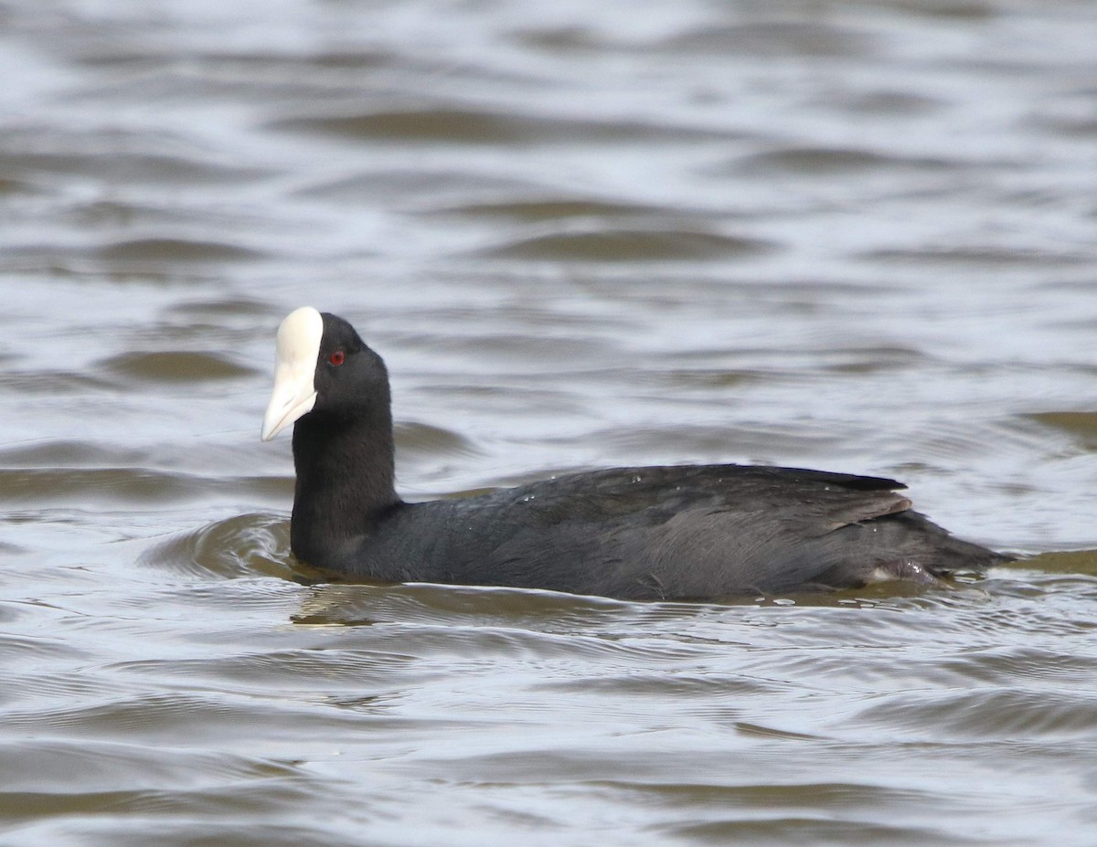 Hawaiian Coot - ML558753431