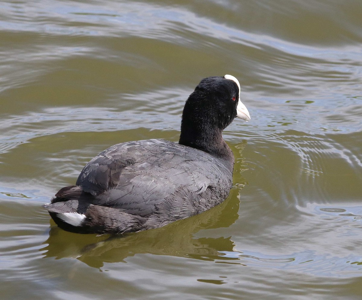 Hawaiian Coot - Loren Kliewer