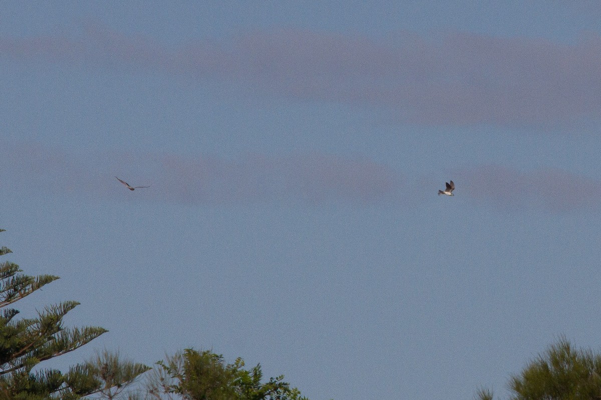 Black-shouldered Kite - ML558753791