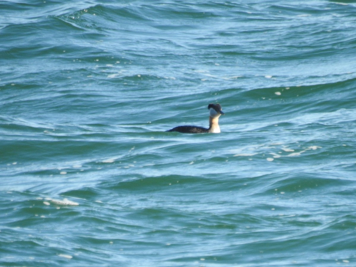 Red-necked Grebe - ML558753841