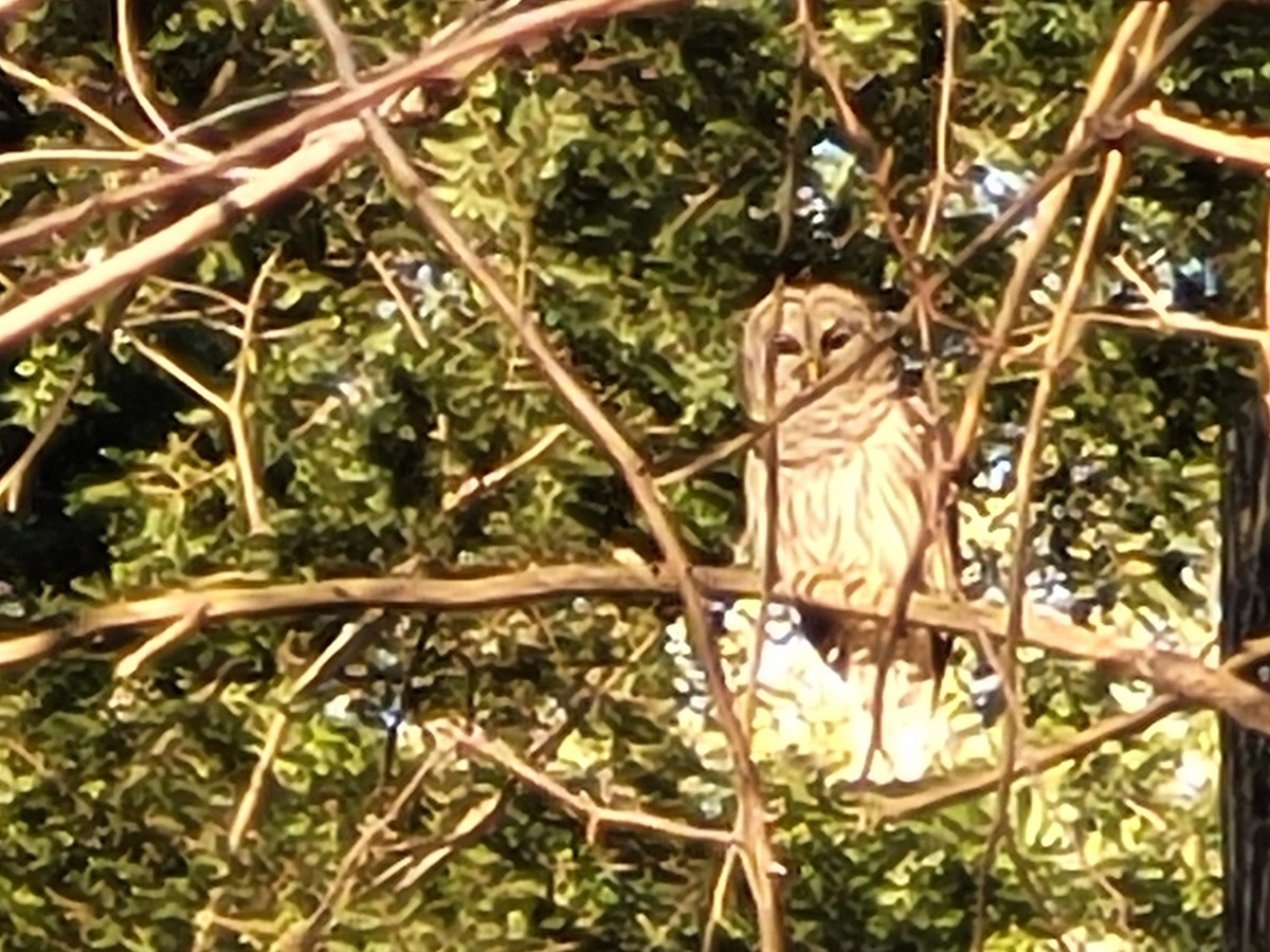 Barred Owl - Richard Cohen