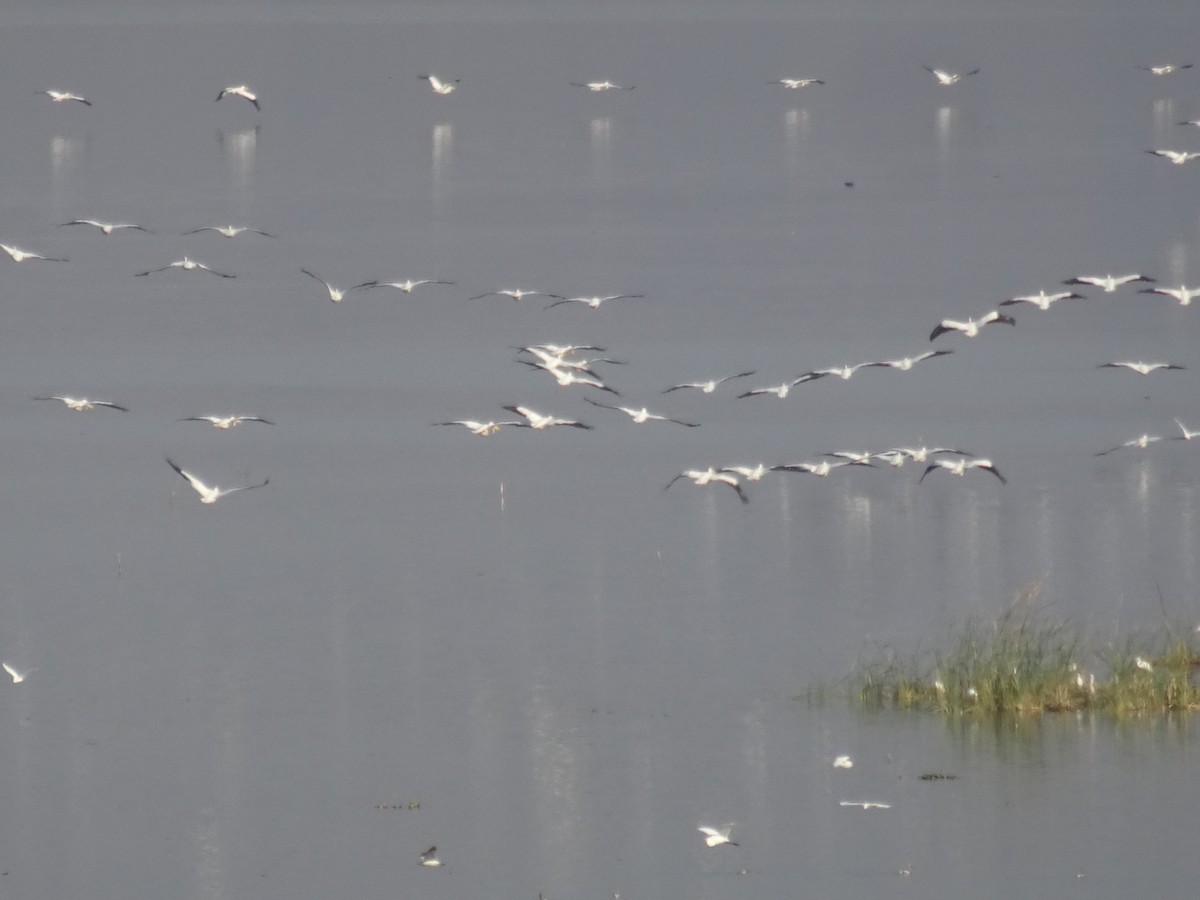 American White Pelican - ML558754591