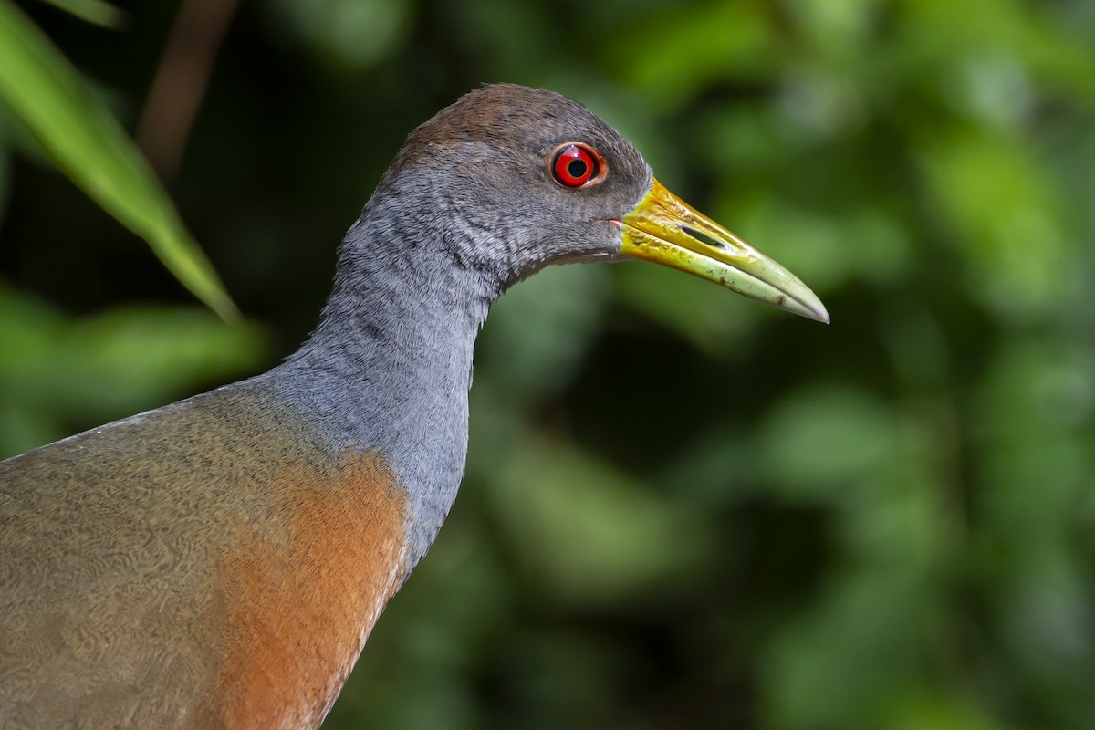 Gray-cowled Wood-Rail - ADRIAN GRILLI