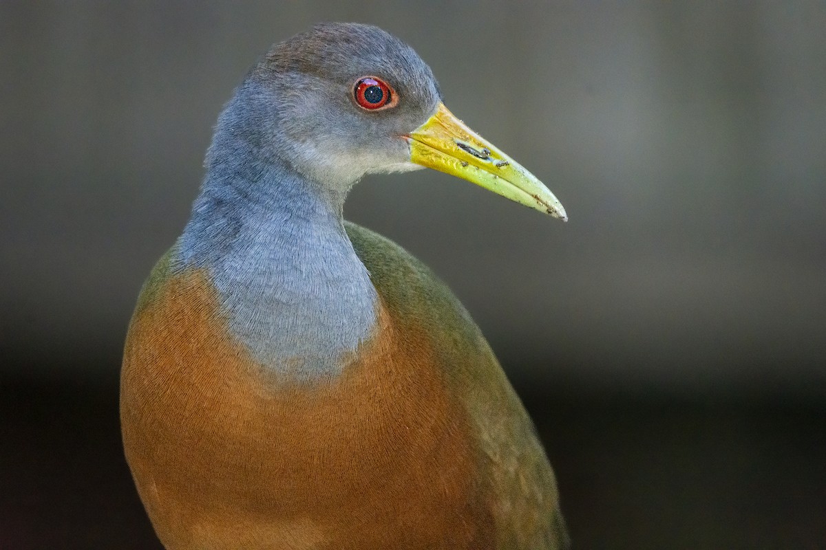 Gray-cowled Wood-Rail - ML558756261