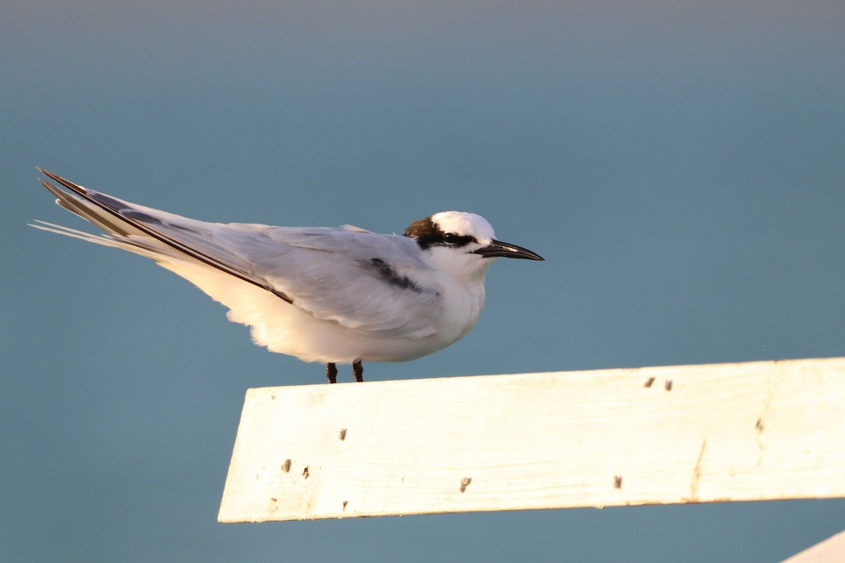 Black-naped Tern - ML558758141