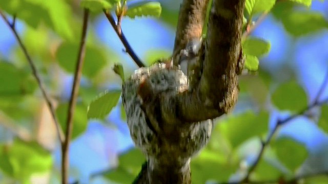 Blue-gray Gnatcatcher - ML558760761