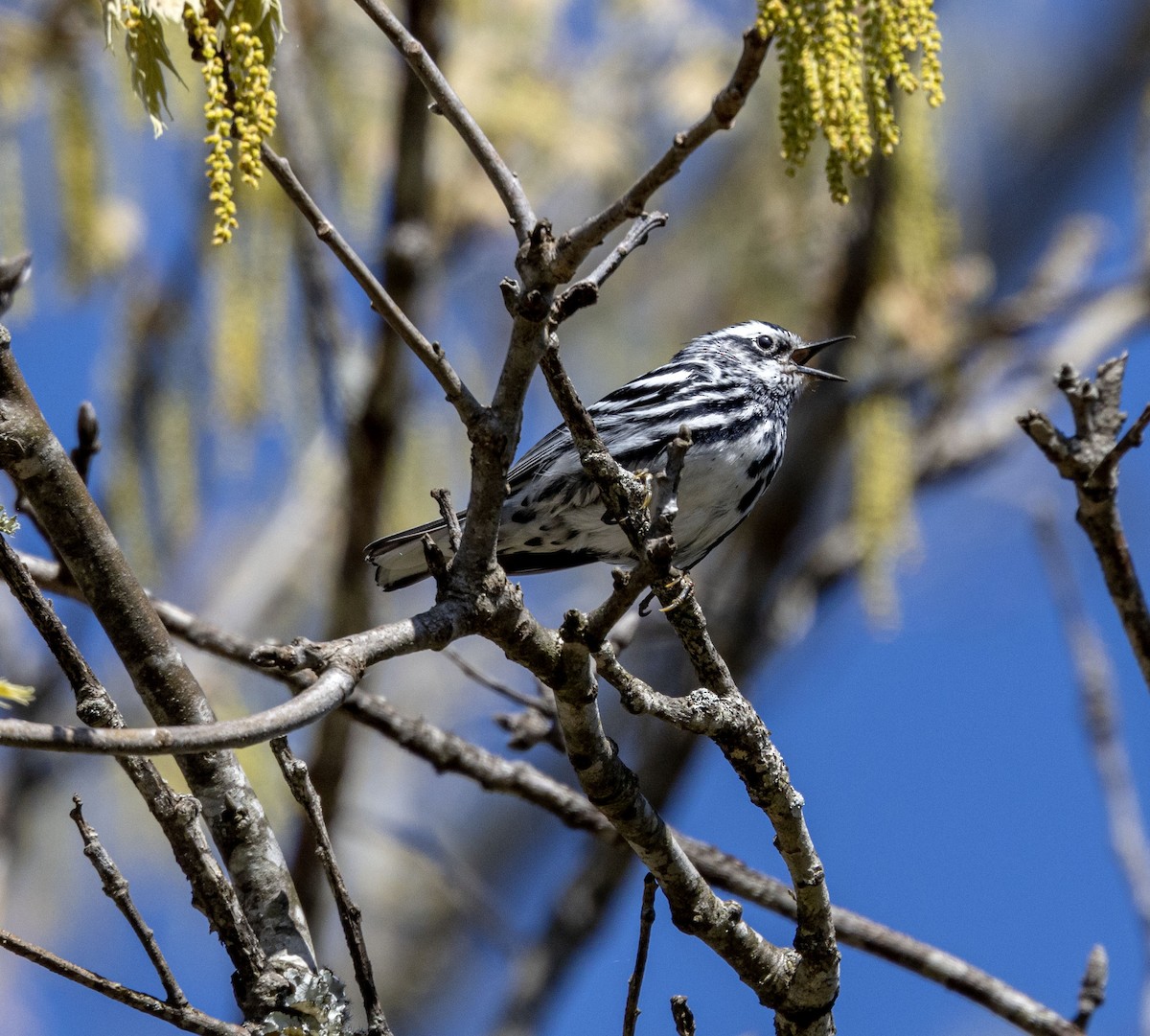 Black-and-white Warbler - ML558761261