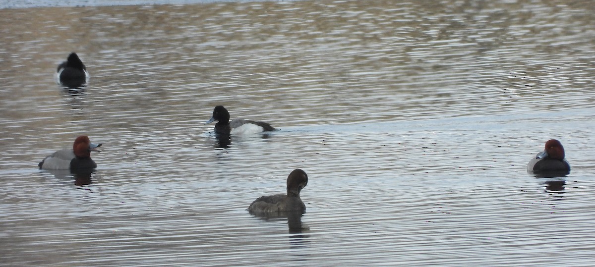 Lesser Scaup - ML558761371